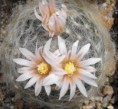 /album/jancura-marian/mammillaria-albicoma-1-jpg/